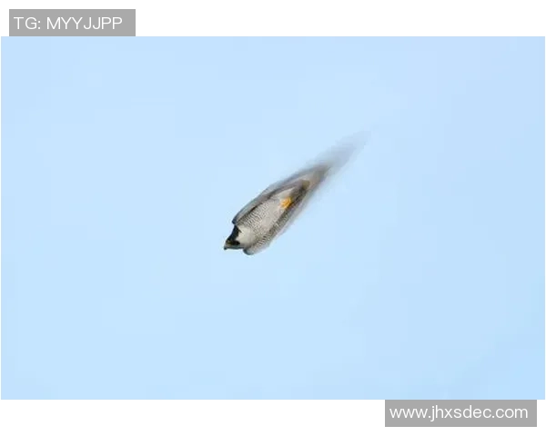 极限运动速度实力排行榜揭晓谁将成为速度之王